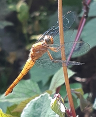 Orthetrum testaceum