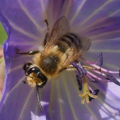Melitta haemorrhoidalis