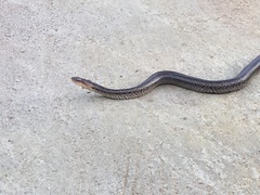 Oocatochus rufodorsatus