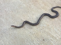 Oocatochus rufodorsatus