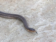 Oocatochus rufodorsatus