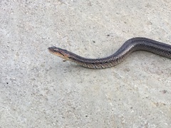 Oocatochus rufodorsatus