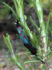 Zygaena lavandulae