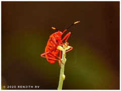 Probergrothius sanguinolens