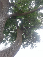 Acer platanoides