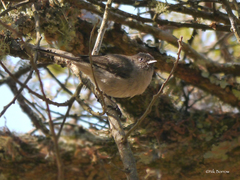 Curruca lugens jacksoni