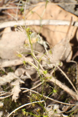 Drosera modesta