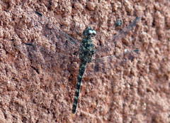 Bradinopyga strachani
