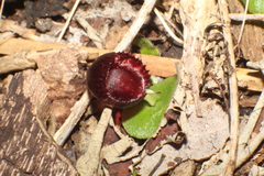 Corybas recurvus