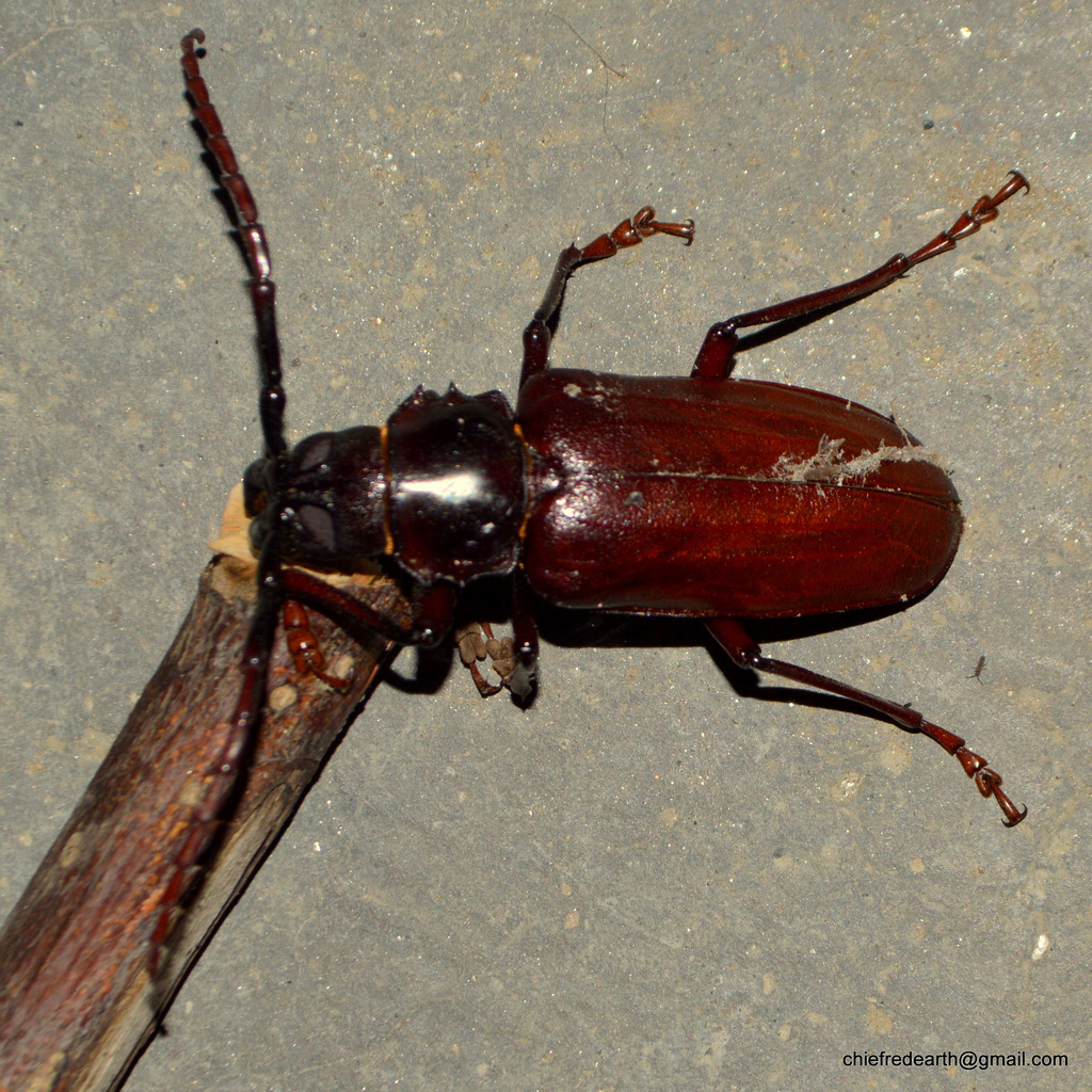 Dorysthenes huegelii