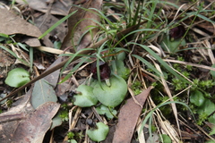 Corybas recurvus