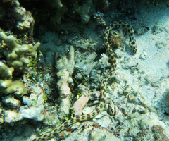 Myrichthys maculosus