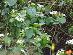 Jasminum malabaricum