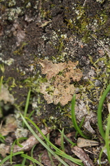 Pseudocyphellaria neglecta