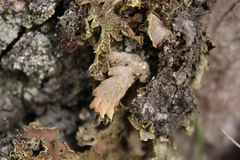 Pseudocyphellaria neglecta