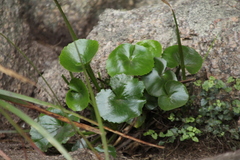 Ornduffia calthifolia