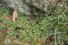 Pterostylis erubescens