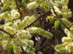Combretum albidum