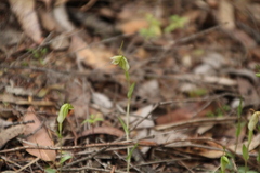 Pterostylis erubescens