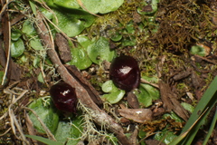 Corybas recurvus