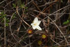 Drosera huegelii