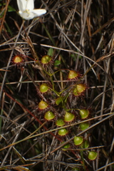 Drosera huegelii