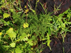 Cheilanthes tenuifolia