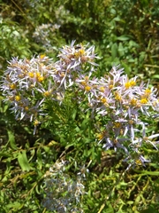 Aster amellus