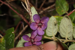 Thomasia angustifolia