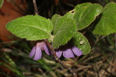 Thomasia angustifolia
