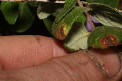 Thomasia angustifolia