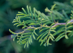 Prosopis farcta