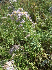 Aster amellus