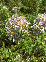 Aster amellus