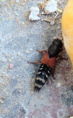 Platydracus stercorarius