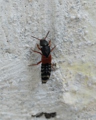 Platydracus stercorarius