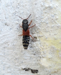 Platydracus stercorarius