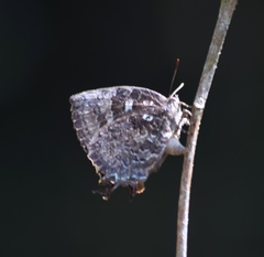 Thaduka multicaudata