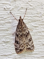 Eudonia truncicolella