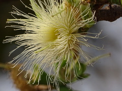Careya arborea