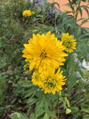 Rudbeckia laciniata