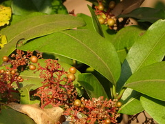 Ixora brachiata
