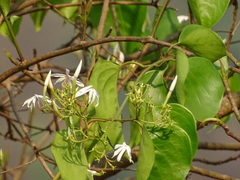 Jasminum malabaricum