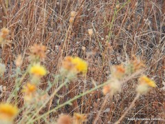 Petrorhagia prolifera