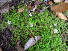 Arenaria balearica