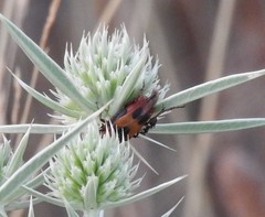 Macrosiagon bimaculata