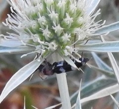 Chlorophorus trifasciatus