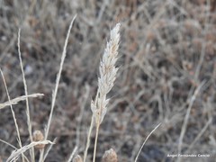 Bromus scoparius