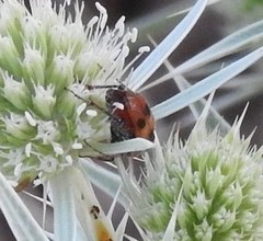 Macrosiagon bimaculata