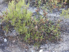 Trifolium angustifolium